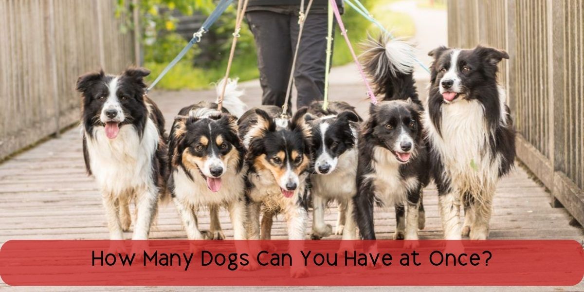 how-many-dogs-can-you-have-at-once-vet-ranch