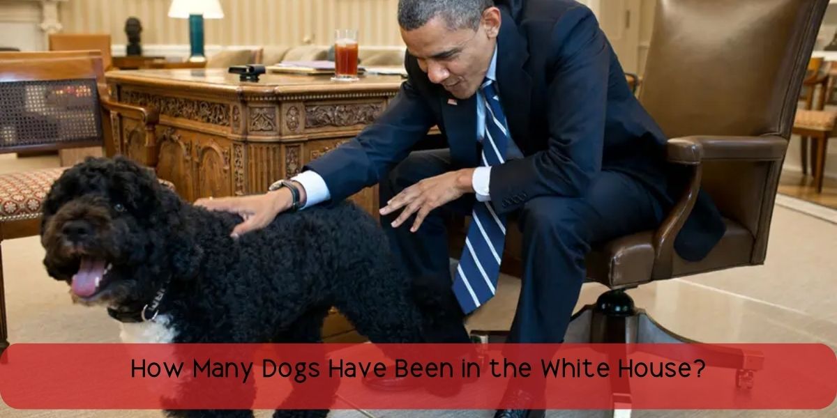 how many dogs have been in the white house