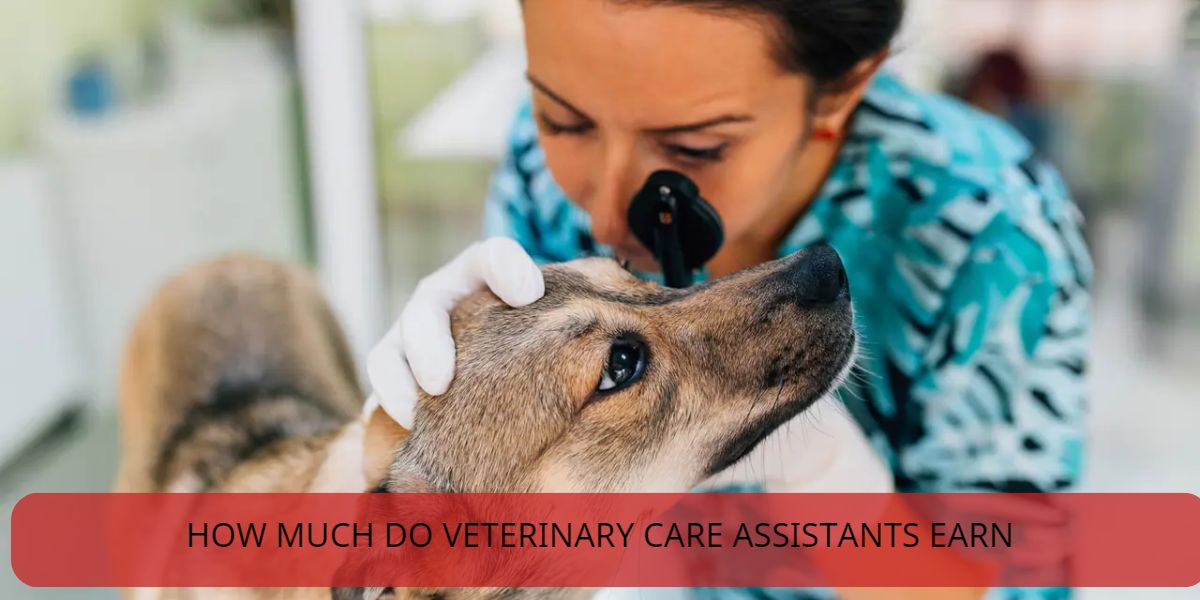 how much do veterinary care assistants earn