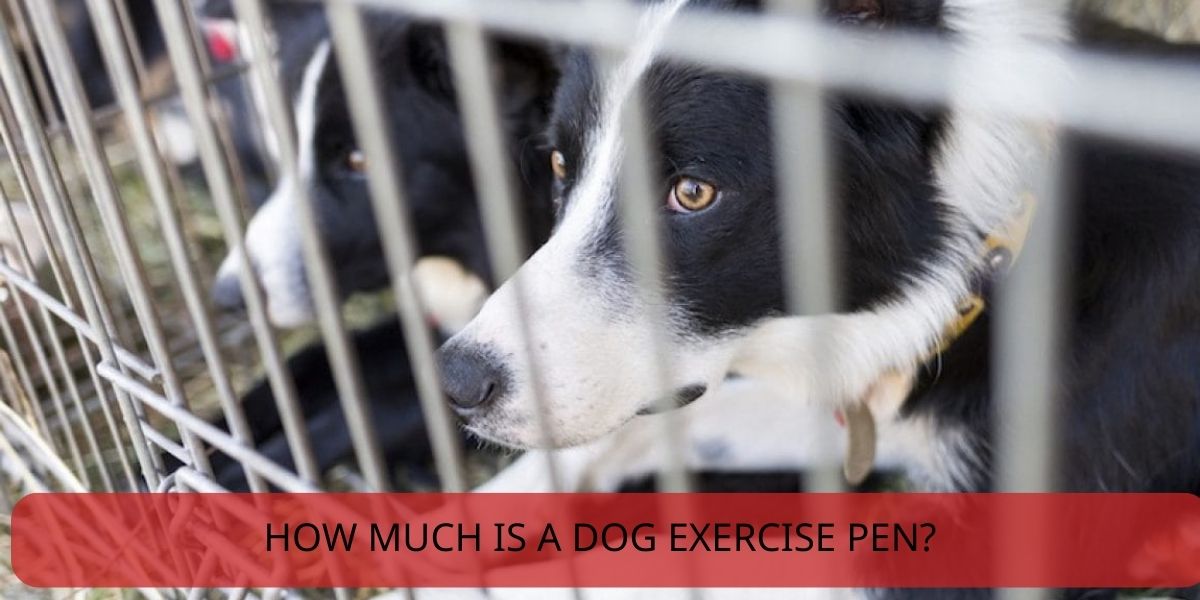 how much is a dog exercise pen