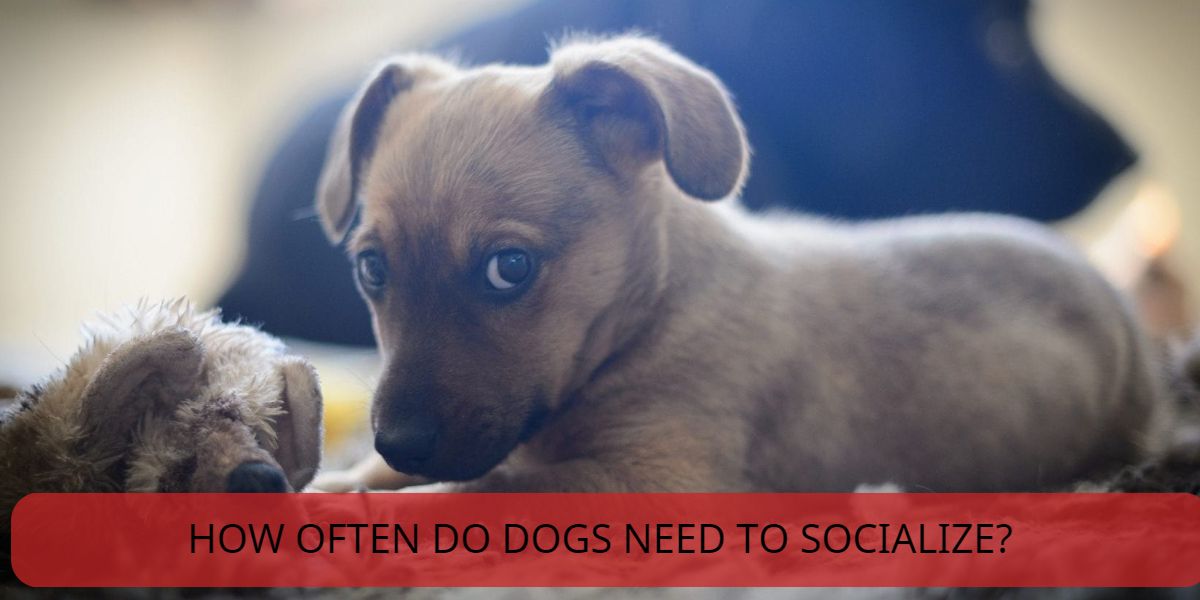 how often do dogs need to socialize