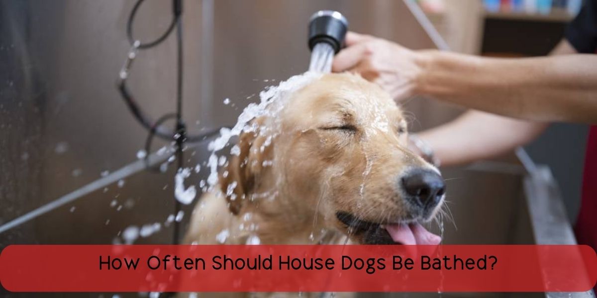 how often should house dogs be bathed