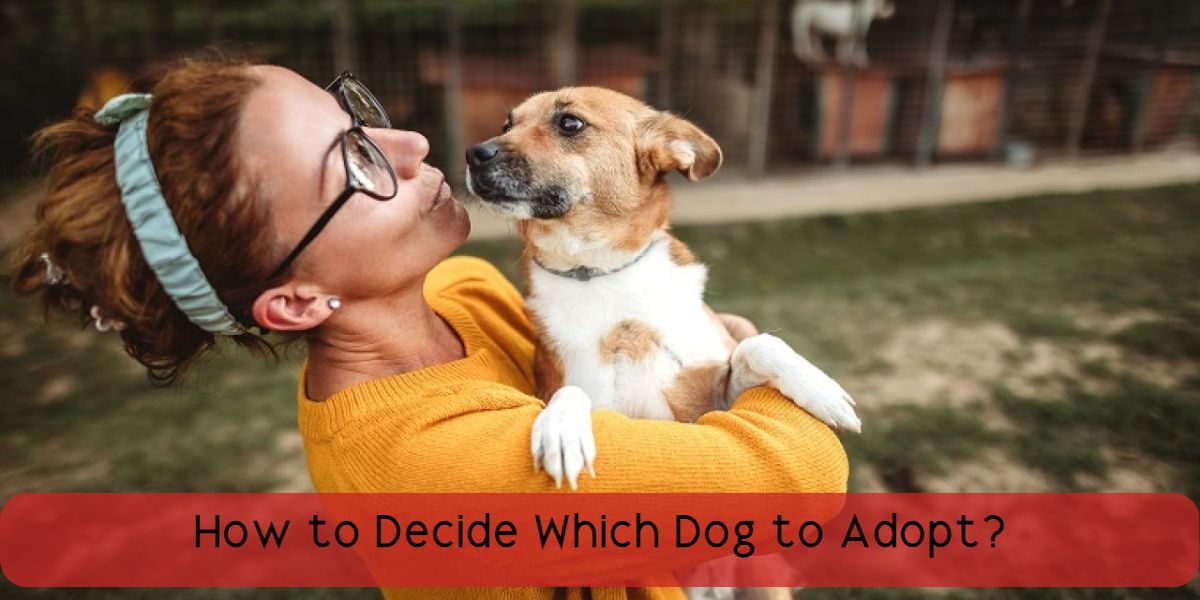 how to decide which dog to adopt