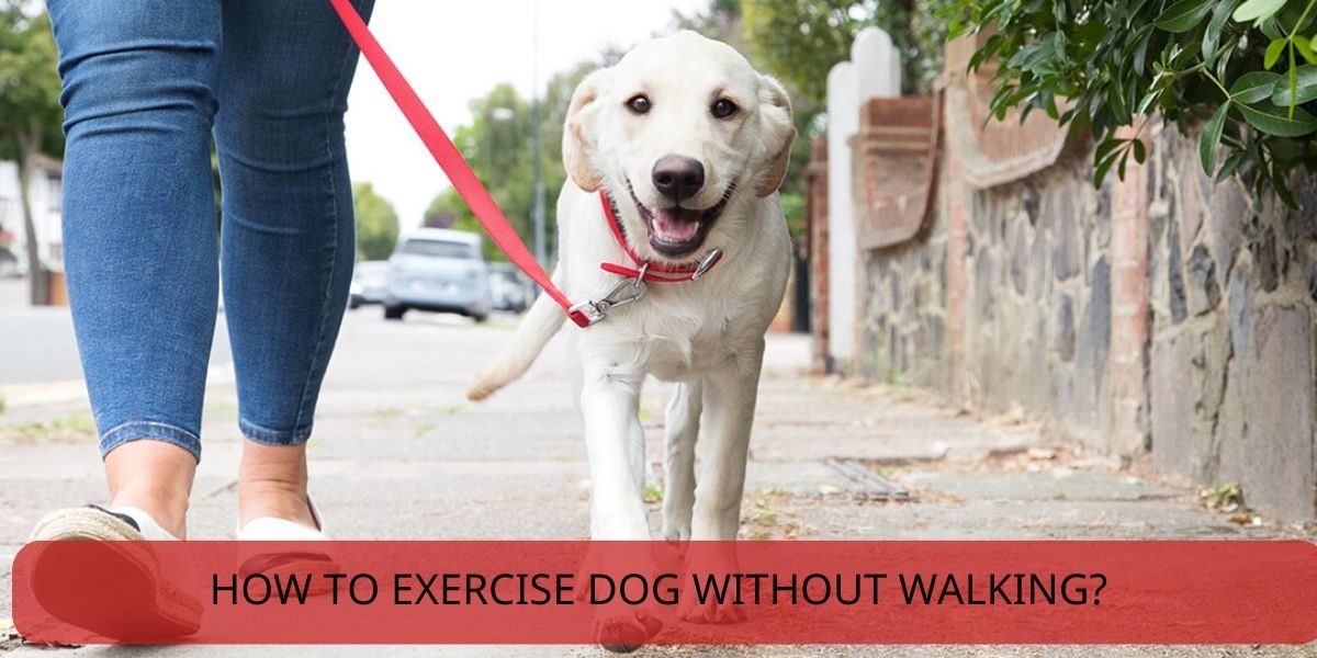 how to exercise dog without walking