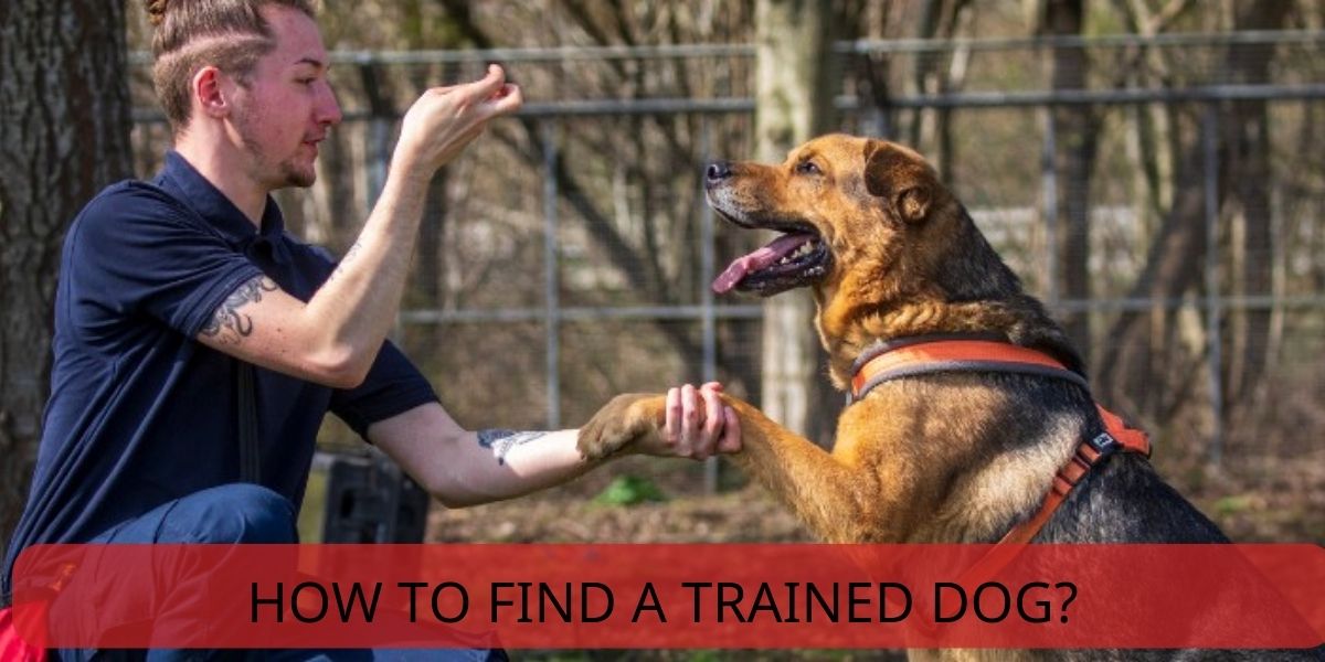 how to find a trained dog