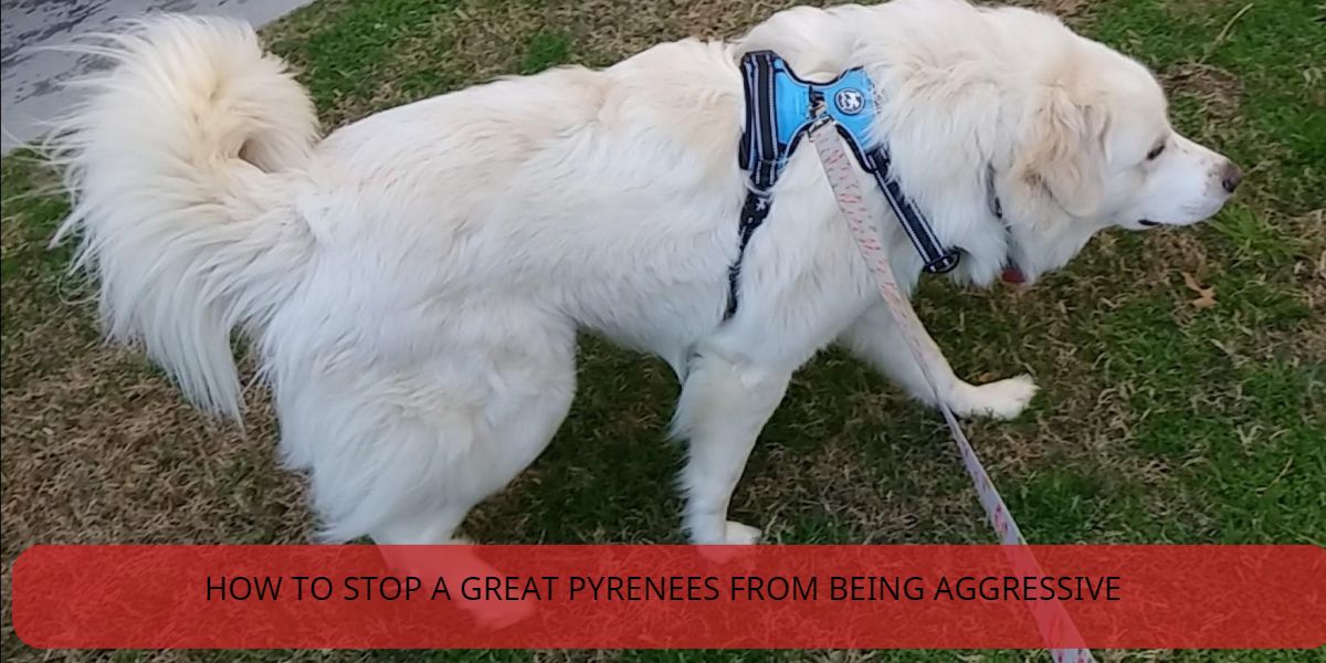 how to stop a great pyrenees from being aggressive