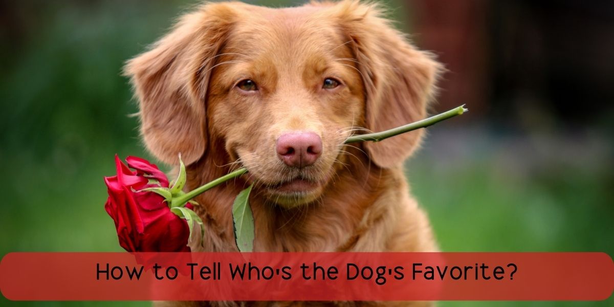 how to tell who is the dog's favorite