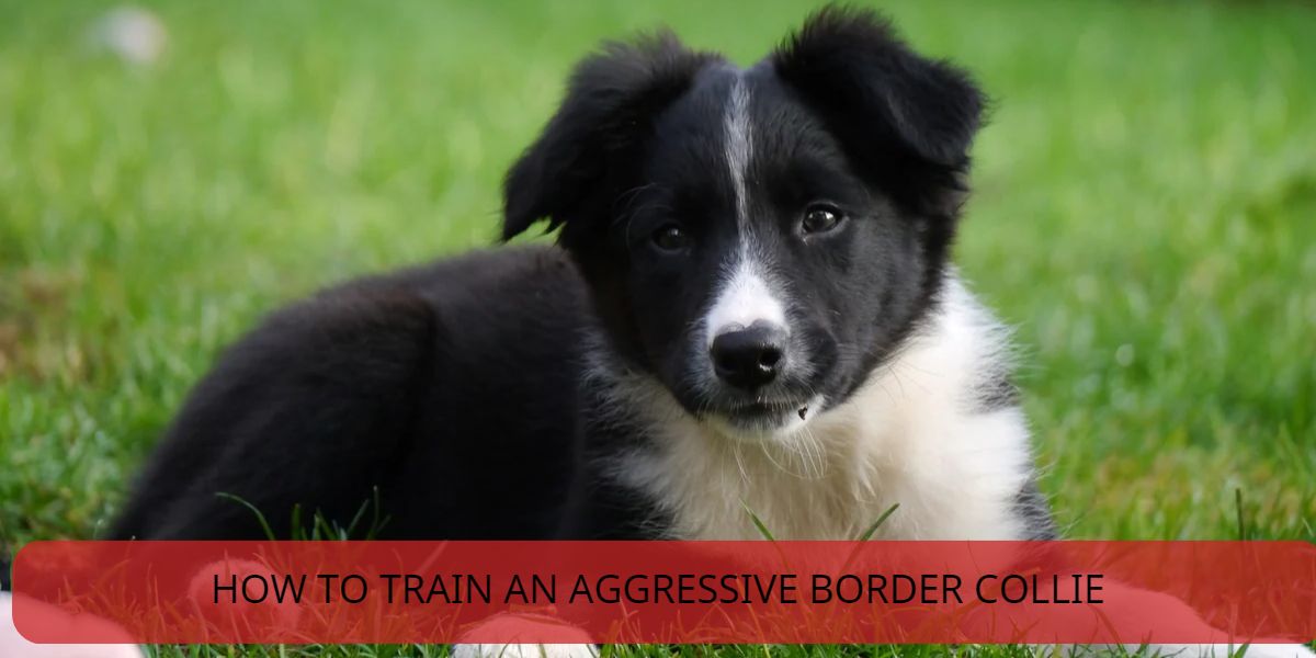 how to train an aggressive border collie