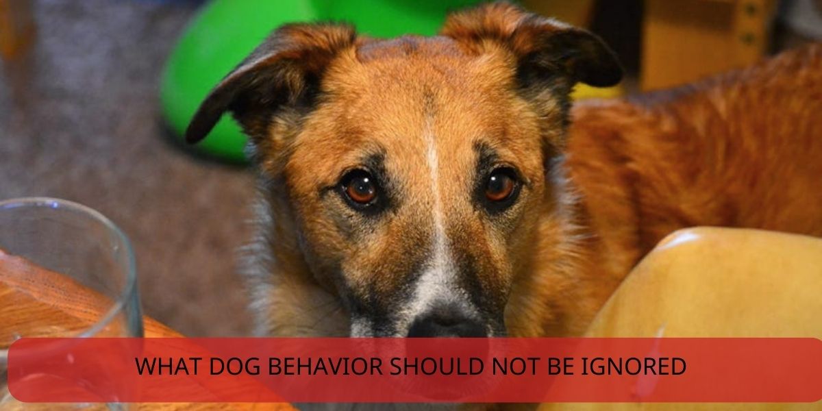 what dog behavior should not be ignored