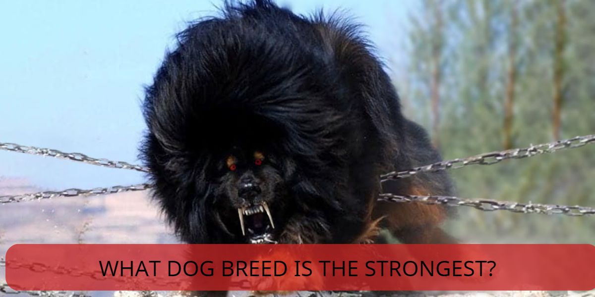 what dog breed is the strongest