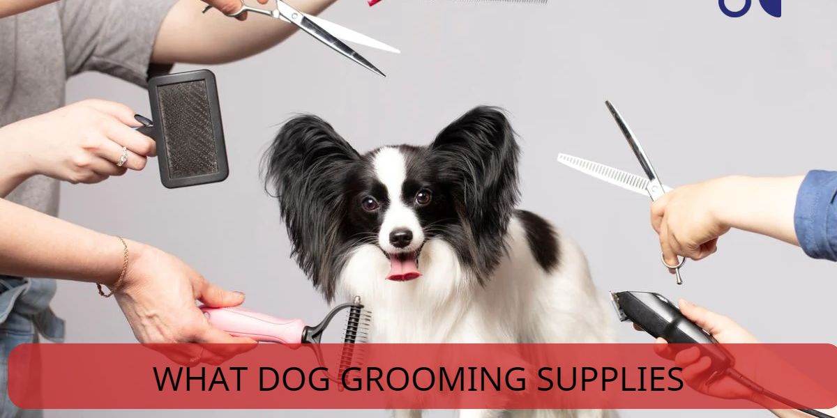 what dog grooming supplies