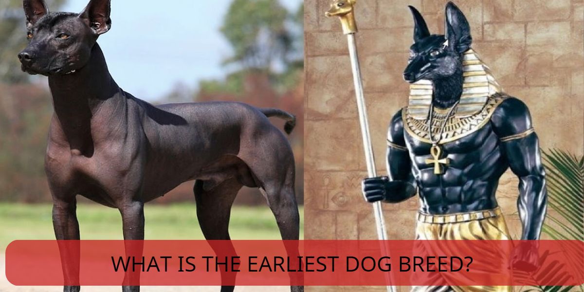 what is the earliest dog breed