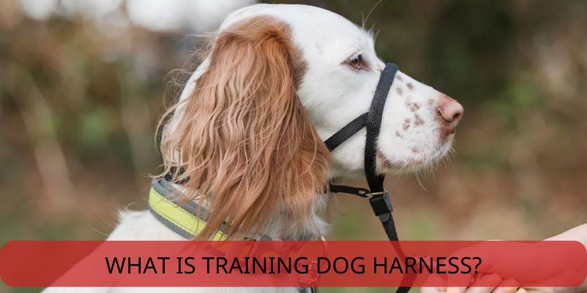 what is training dog harness