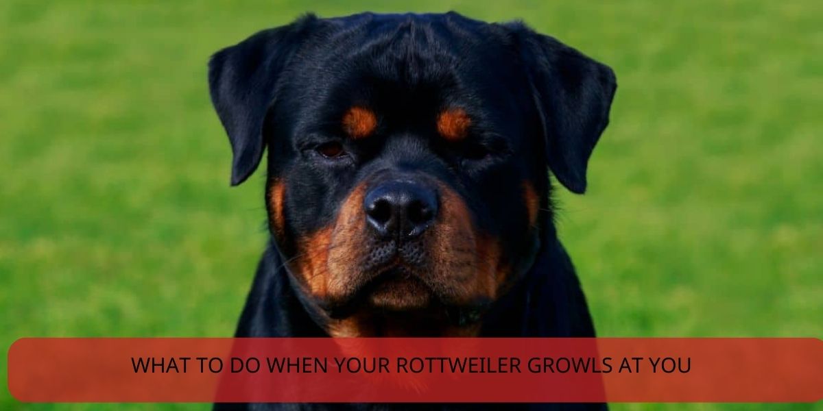 what to do when your rottweiler growls at you