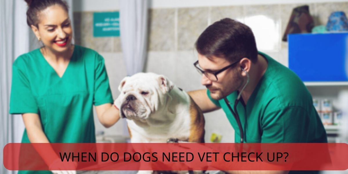 when do dogs need vet check up