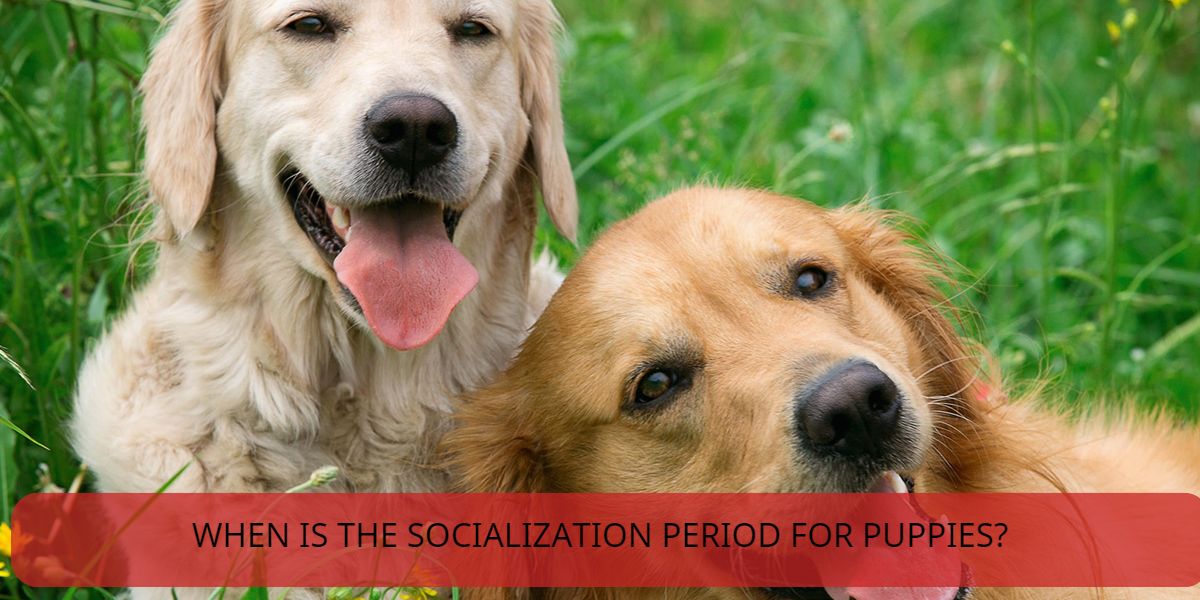 when is the socialization period for puppies