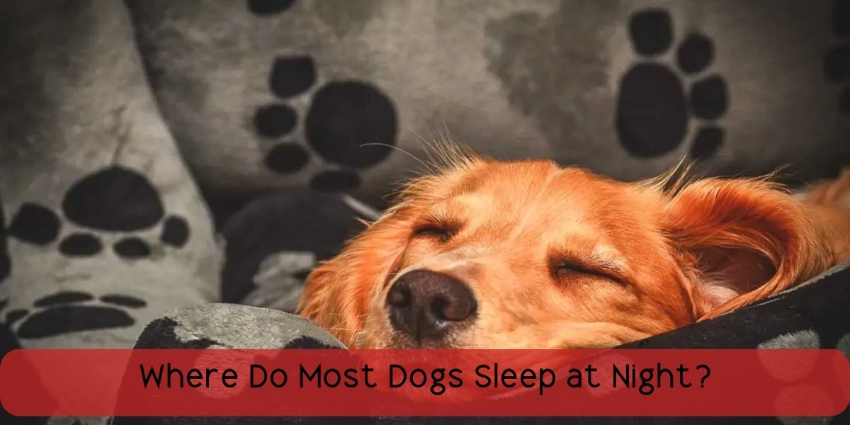 where-do-most-dogs-sleep-at-night-vet-ranch