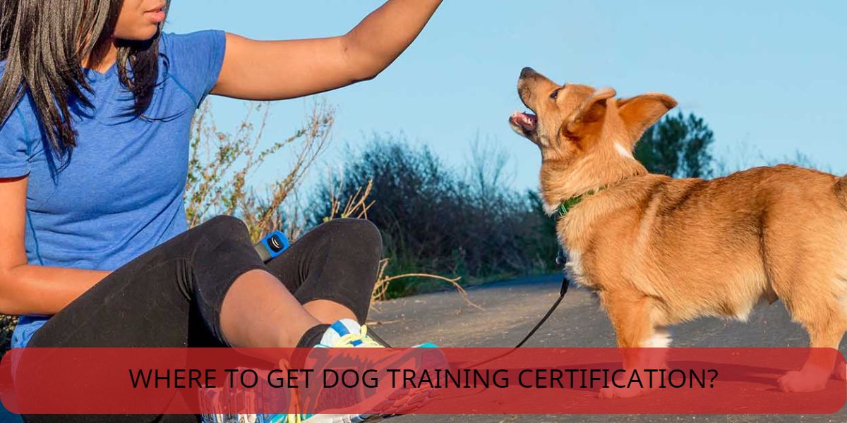 Dog Training Job Demand at Victor King blog