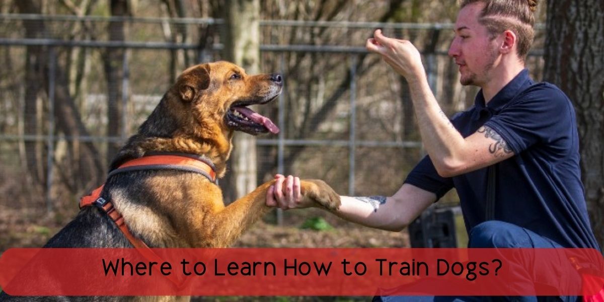 where to learn how to train dogs