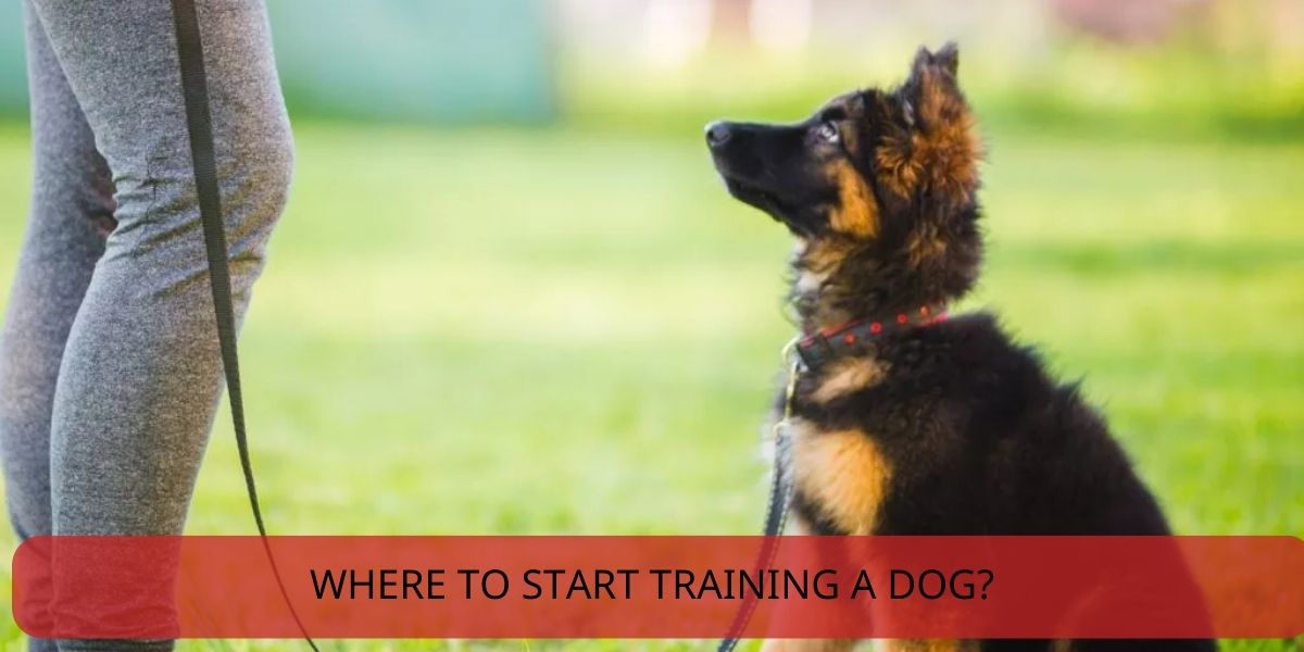 where to start training a dog