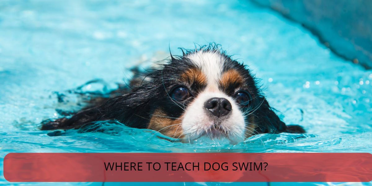 where to teach dog swim