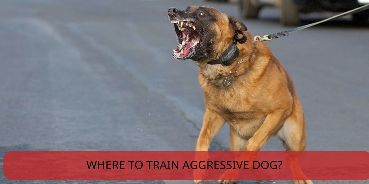 where to train aggressive dog