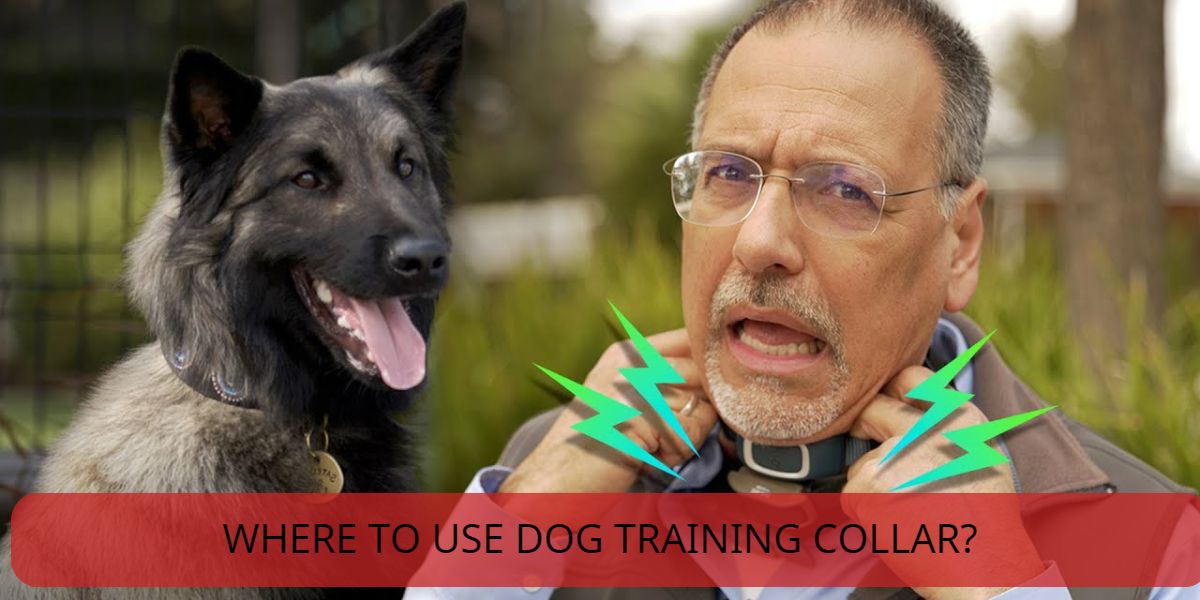 where to use dog training collar