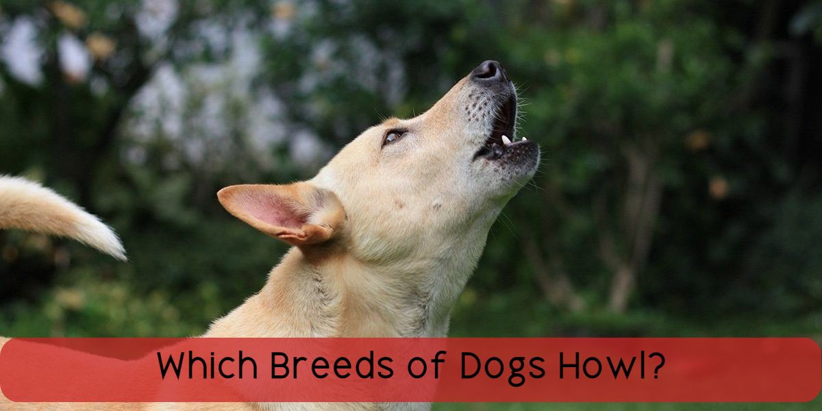 which breeds of dogs howl