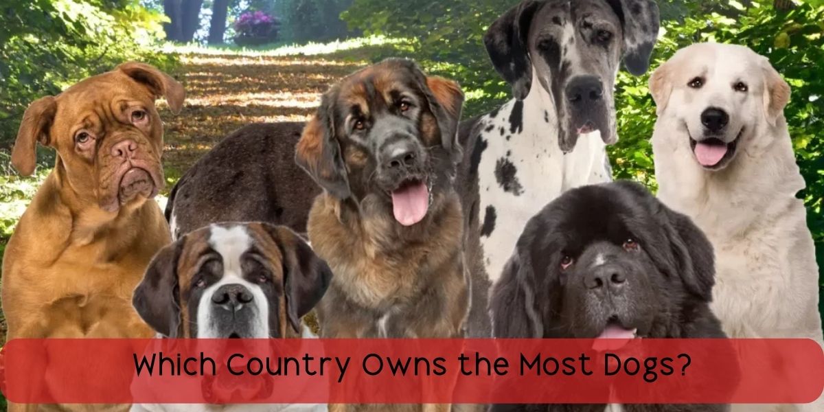 which country owns the most dogs