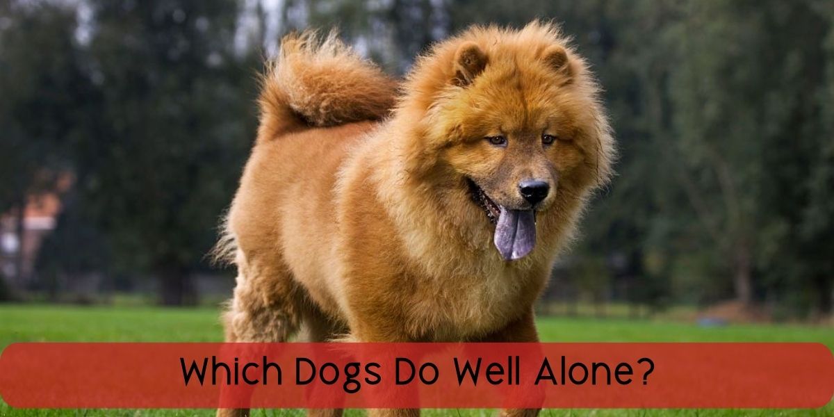 which dogs do well alone