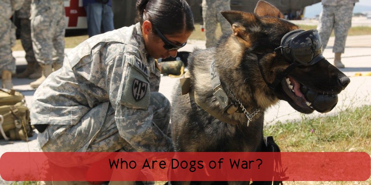 Which Breeds Are Dogs Of War? | Vet Ranch