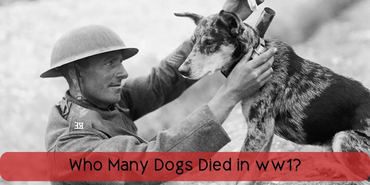 How Many Dogs Died In WW1 - An Analysis Of All-Time Records