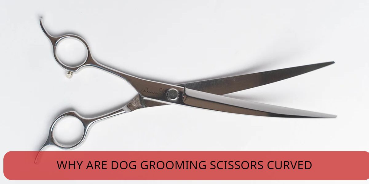 why are dog grooming scissors curved