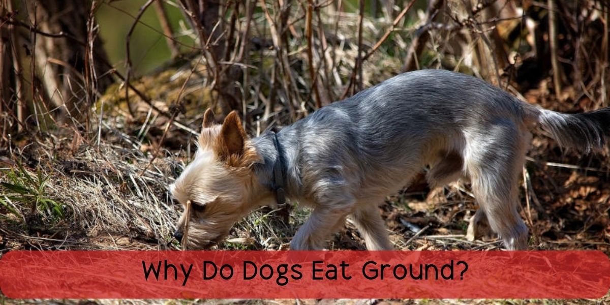 why do dogs eat ground