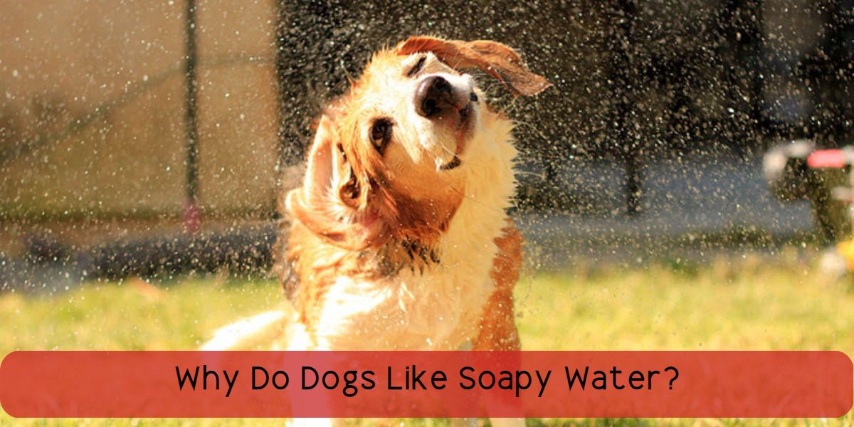 why do dogs like soapy water