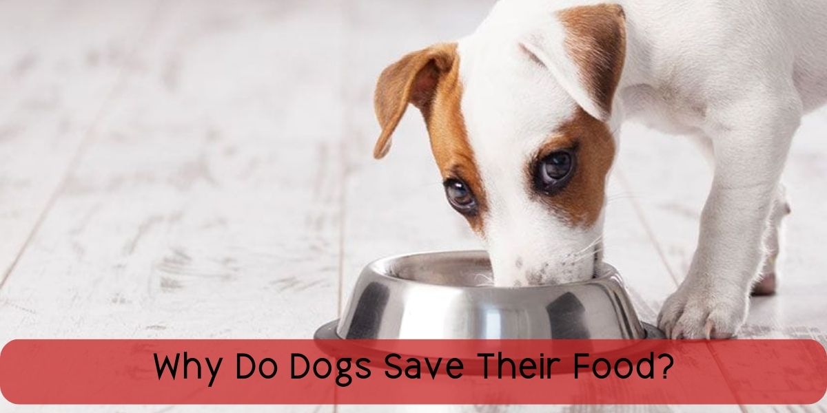 why do dogs save their food