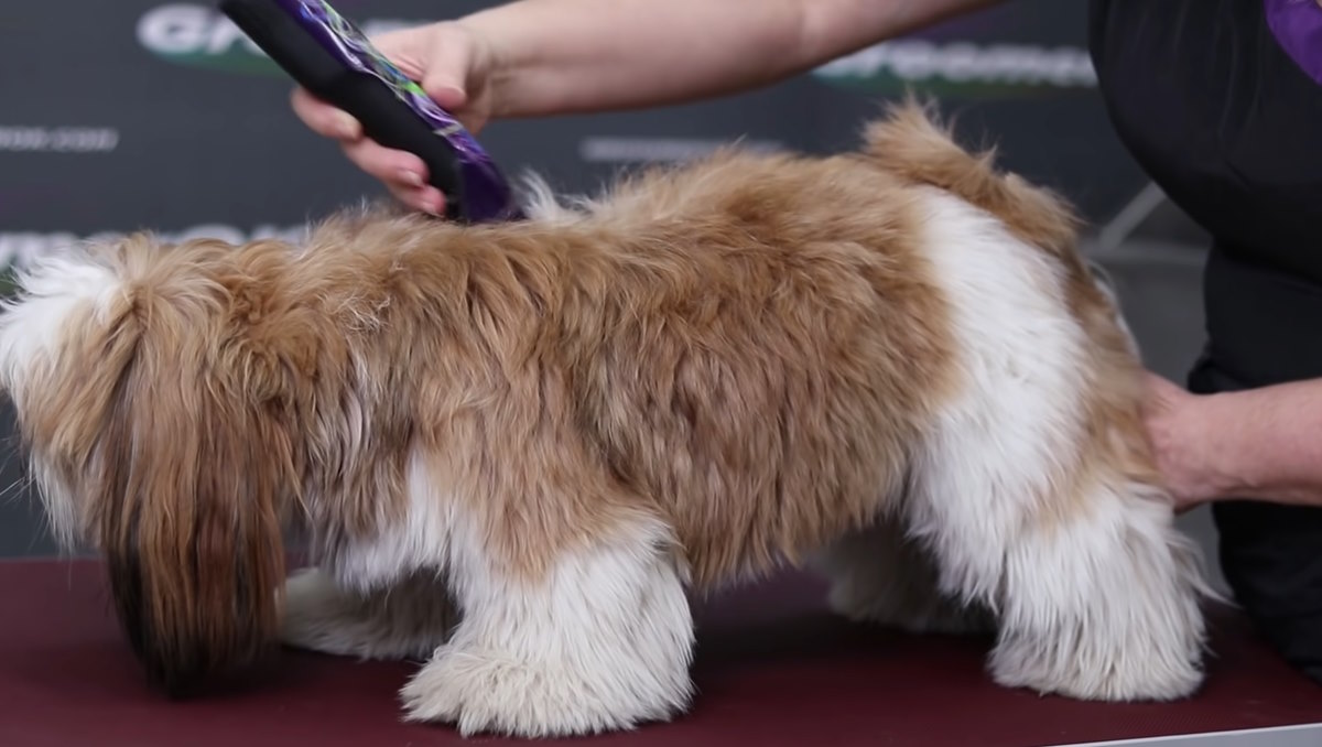 How to Care for a Shih Tzu Coat