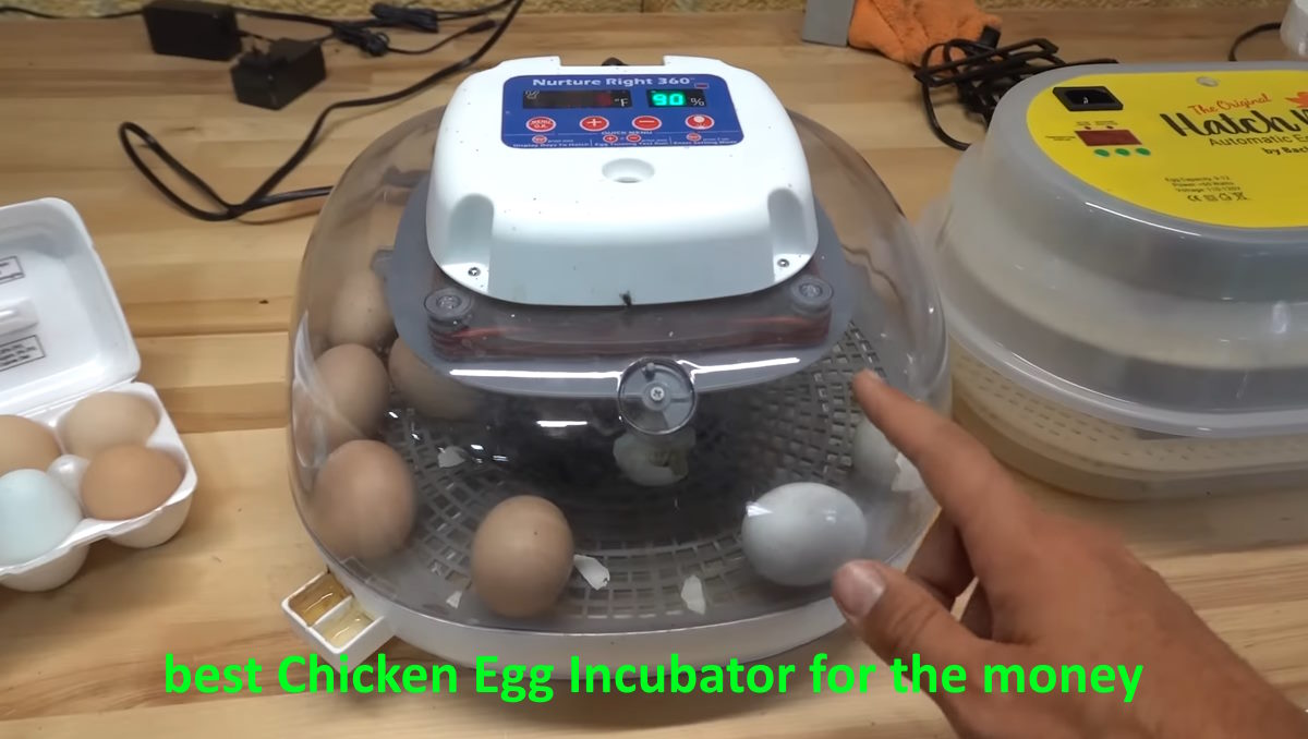 best Chicken Egg Incubator for the money