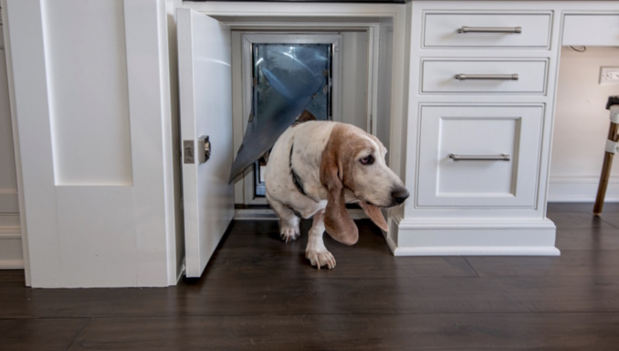 best dog door for wall mounts