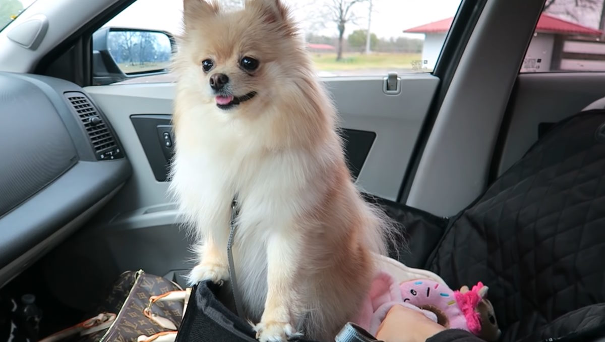 how long can a dog travel in a car