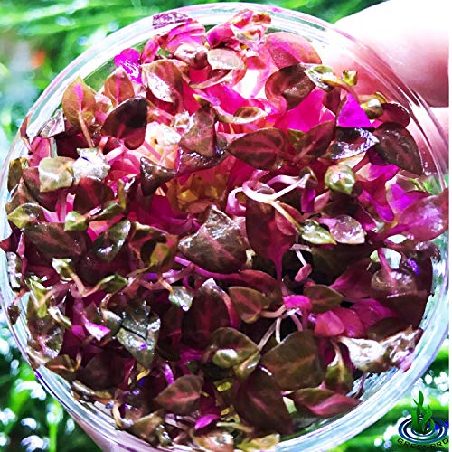 Alternanthera Reineckii Rosanervig Red Live Aquarium Plants in Tissue Culture Cup No Pesticide 100% Pest Snail and Algae Free by Greenpro