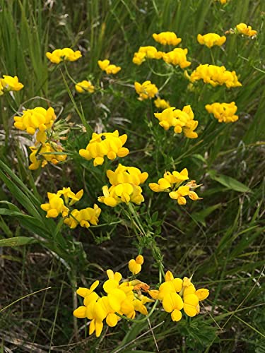 Birds Foot 500 Seeds - Lotus Corniculatus | Exotic and Fast Growing | Ships from Iowa, USA