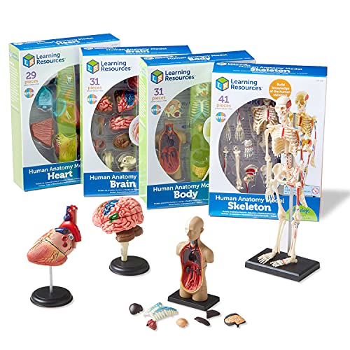 Learning Resources Anatomy Models Bundle Set - 4 Sets, Ages 8+, Anatomy Demonstration Tools, Classroom Demonstration Tools, Teacher Supplies,Back to School Supplies