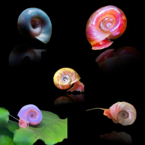 Live Ramshorn Snails (10 Pack) + PnF Sticker - Aquarium Fish Tank Algae Eaters