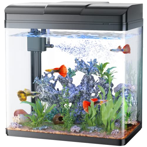 Best Cool Betta Fish Tanks 2023 - Vet Ranch - We Love Pets