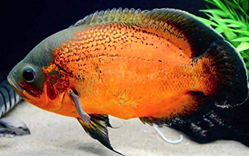 Red Oscar Cichlid 2" Live Tropical Fish for Tank or Aquarium Fish