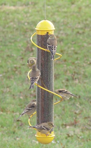 Bird Quest SBF2Y 17" Spiral Thistle Bird Feeder - Yellow