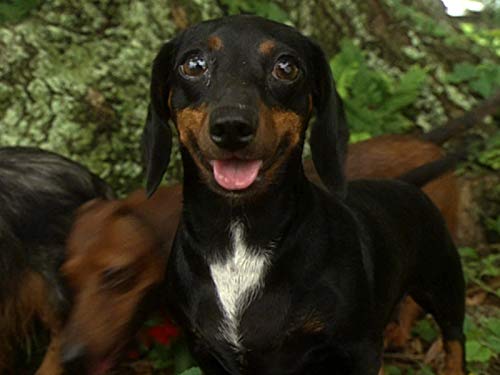 Dachshunds