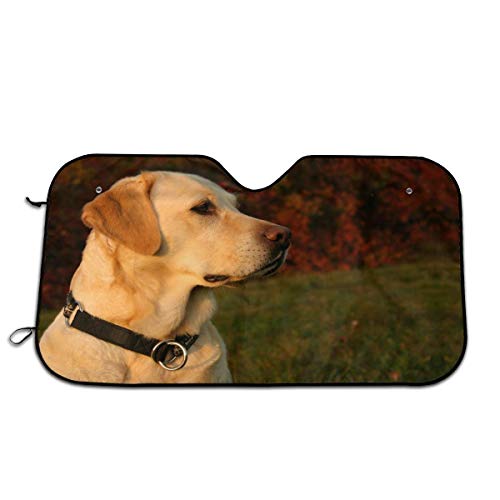 Foruidea Golden Lab Labrador Retriever Family Loyal Hunting Dog Car Windshield Sun Shade Auto Sunshade for Car Truck SUV-Blocks Rays Sun Visor Protector-Keeps Your Vehicle Cool (51.2 X 27.5 Inch)