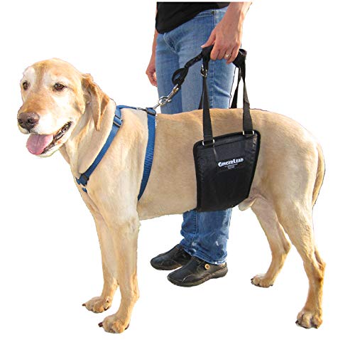 GINGERLEAD Dog Rear Support Sling Harness, M/LG Unisex with Cutout Fits Male & Female Dogs. Padded Hip Lifting Aid Helps Old Pets Walk, K9s Recover from TPLO Surgery. Integrated Leash. Made in U.S.A.